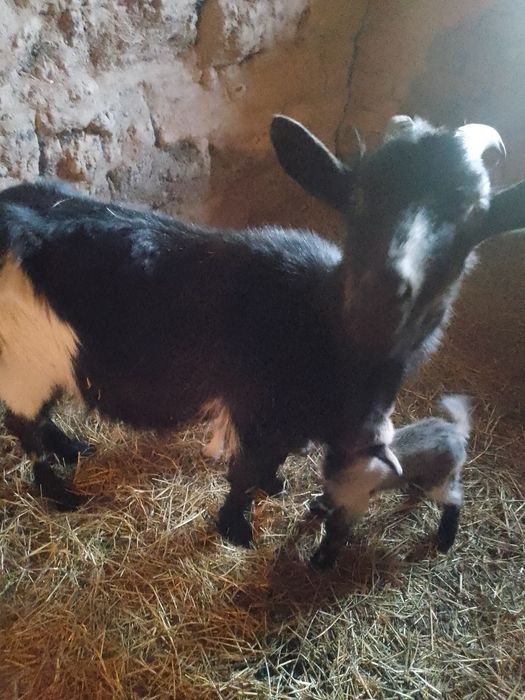 Продам кізку другий окіт спокійна ручна.