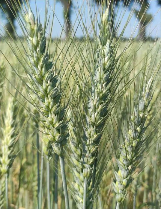 Pszenica jara PATRICIA C/1 Materiał kwalifikowany