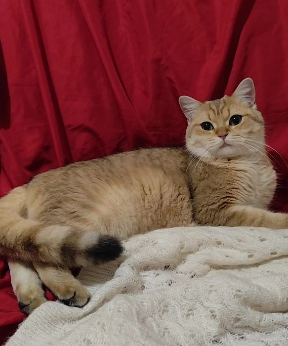 Британская золотая шиншилла прямоухие мальчик девочка