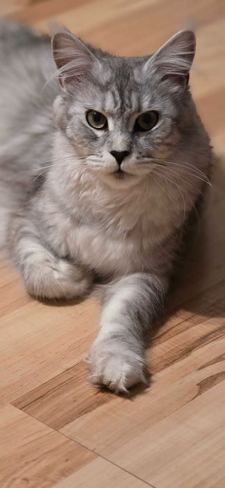 Czarne sreberka z białym tygrysiopręgowane z rodowodem FPL