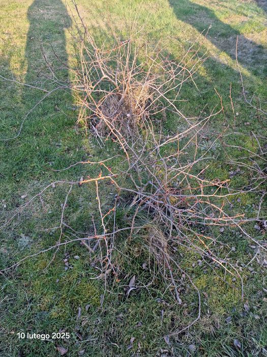 Pigwowiec rośliny pigwa