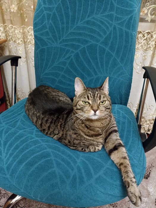 М'який, еластичний, потовщений чохол для комп'ютерного крісла, стільця