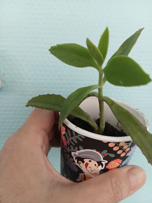 Каланхоє... Кактусы, суккуленты.