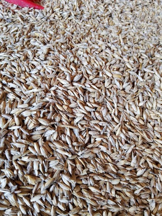 Orkisz jary odmiana ,,Witras" ziarno