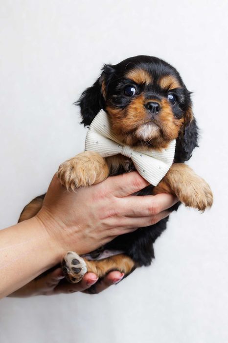 Cavalier King Charles Spaniel * Chłopczyk Tokyo - gotowy do odbioru