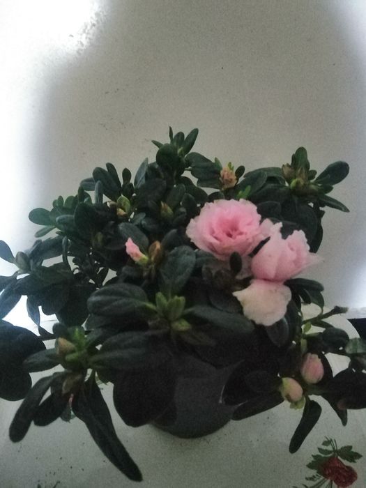 Мімоза, Спатіфілум варієгатнй, азалія і інші.