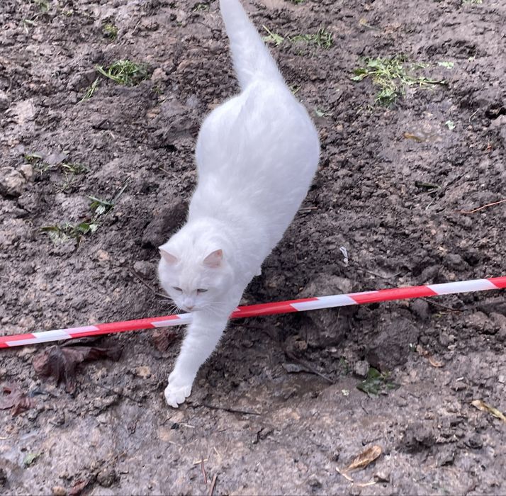 Біла кішка Сніжинка