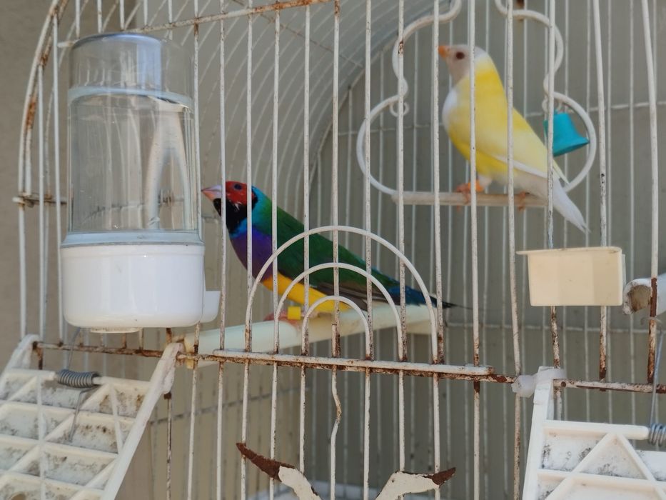 Diamantes Gold de várias cores