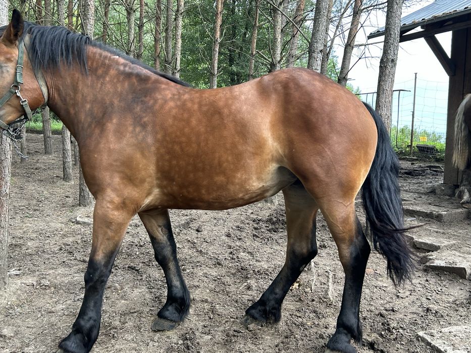 Klacz  gniada , 2 letnia