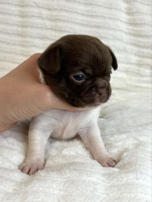 Chihuahua Macho Pelo Curto