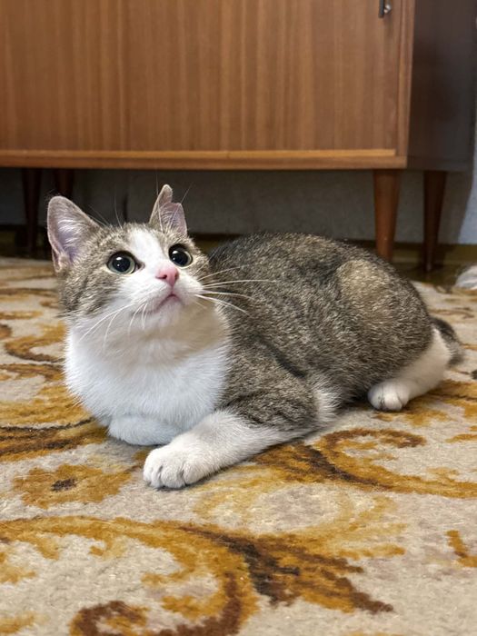 Piękne kotki do pokochania