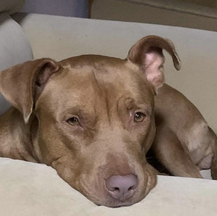 Pitbull femea 5 aninhos para adopção