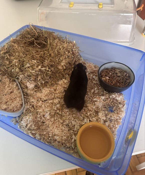 Gaiola de hamster completa