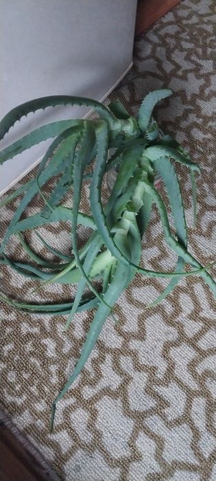 Цветок   алоэ 5лет