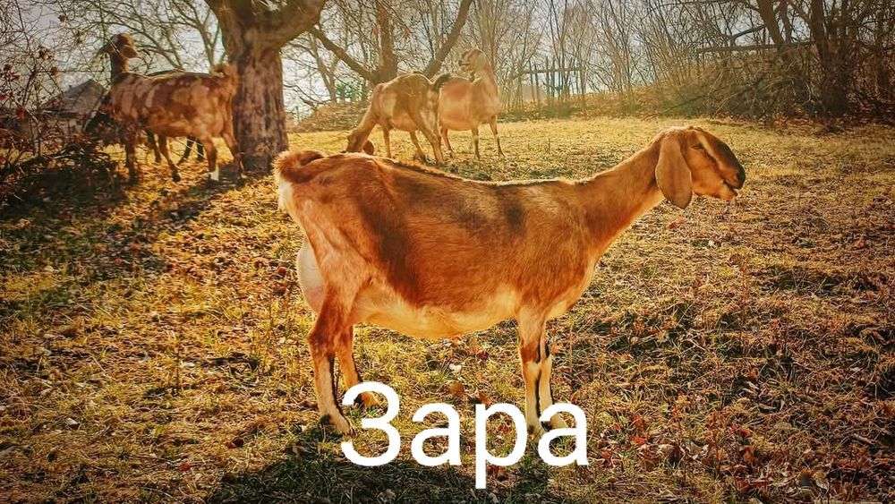 100% Англонубійсі Дойні Кози