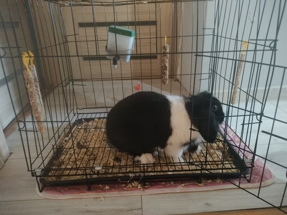 Królik mini lopek