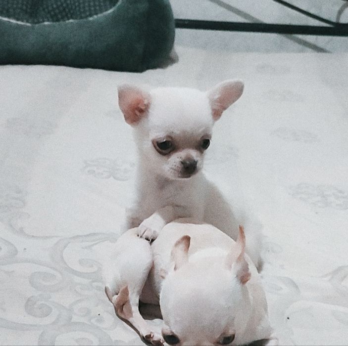 Мини , мини чихуашка