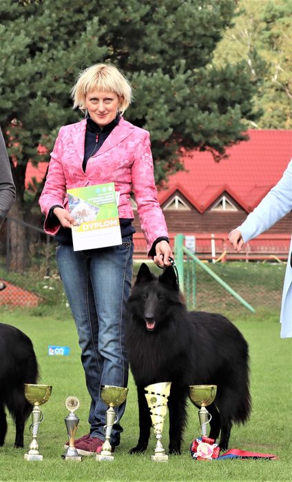 Owczarek Belgijski nie niemiecki Groenendael po Ch.i Zw.Klubu ZKwP FCI