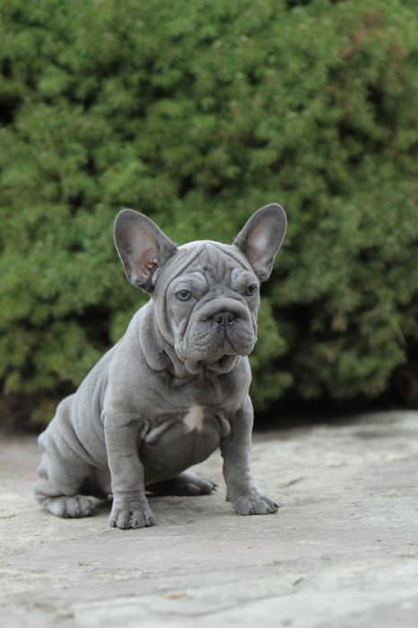 Французький бульдог дівчинка в голубому окрасі БІг РОП: 2 000 ...