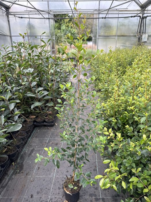 Eugênia Myrtifolia Newport - 50/100cm