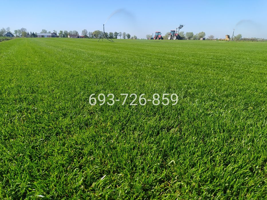 Trawa z rolki/Trawa ogrodowa/Transport