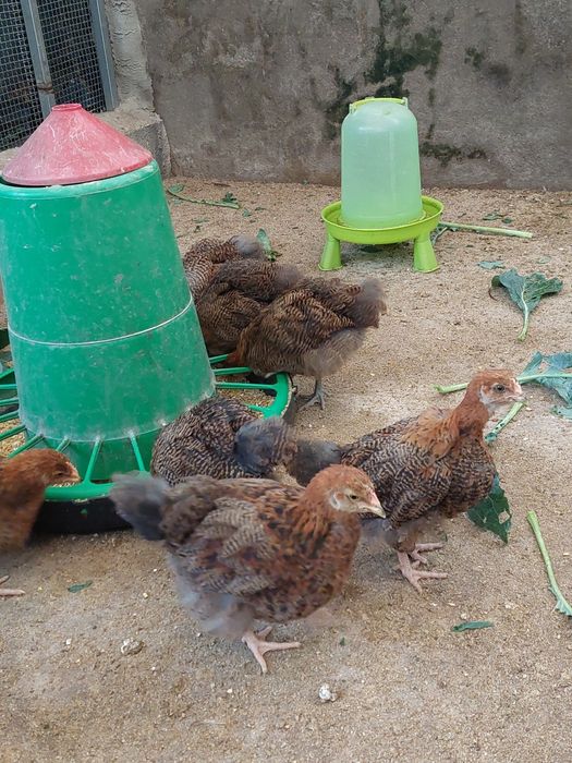 Pintos e Frangos Orpington Perdiz