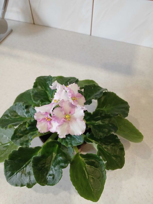 Продам фиалку сортовую