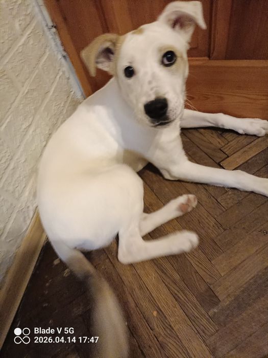 Oddam psa w dobre ręce