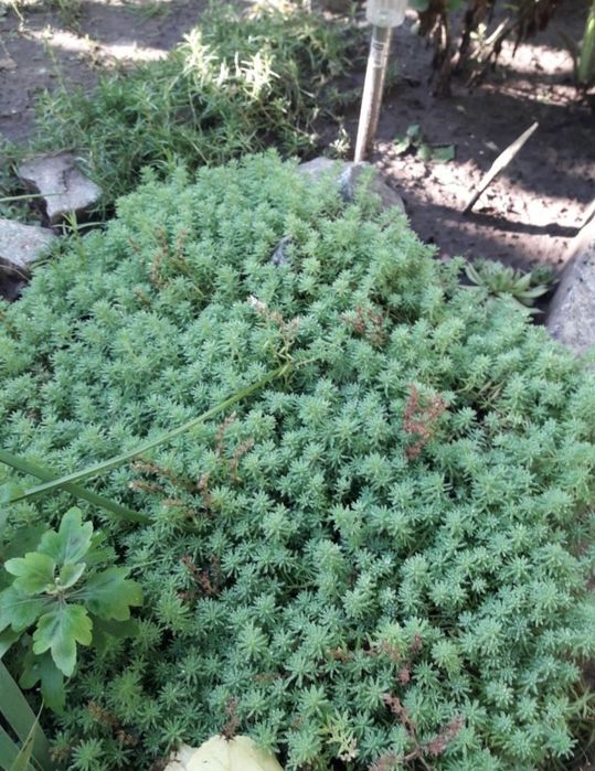 Очиток седум Лідійський, фіалка біла