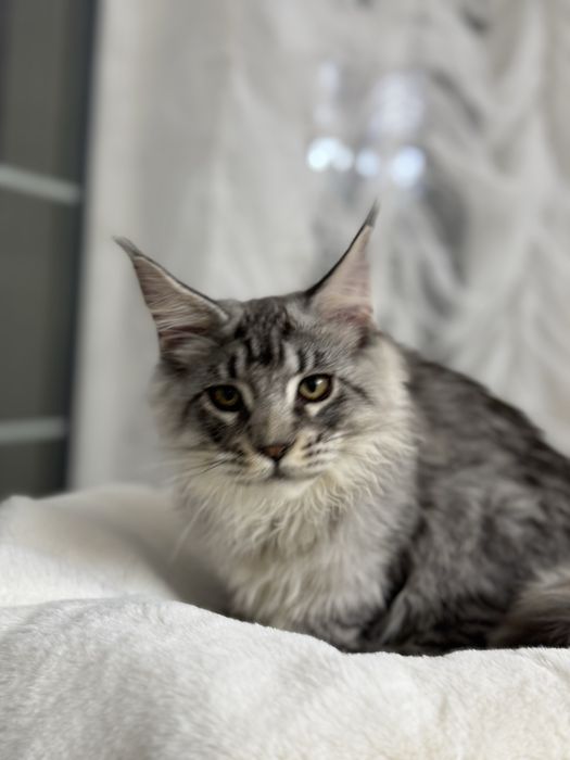 Мейн Кун - серебристый котенок с кисточками