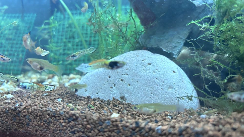 Guppy diversos macho e femea