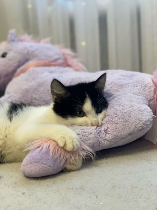 Кошеня в добрі руки