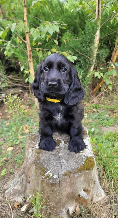 Cocker spaniel angielski gotowy do odbioru