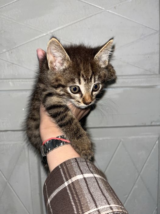 Кошеня/кіт/котик