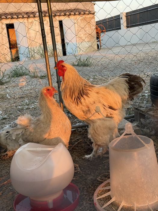 Galo Brahma para venda Algarve