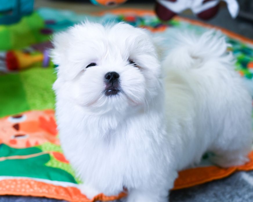 Мальтезе чудо дітки