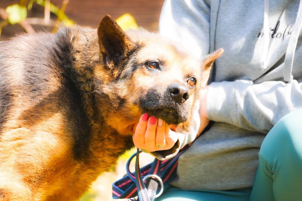 Hiron - starszy pies w typie owczarek niemiecki