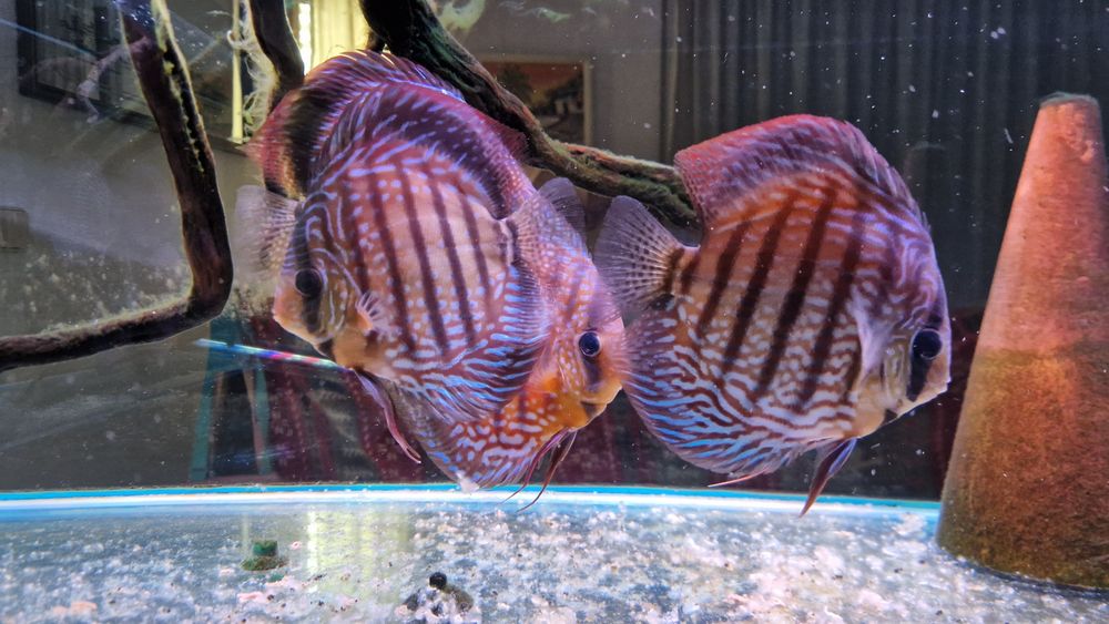 Discus adultos 4 disponíveis valor unitário