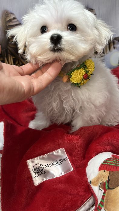 Мальтійська болонка VoliX — шоу-клас, корейський тип, babyface