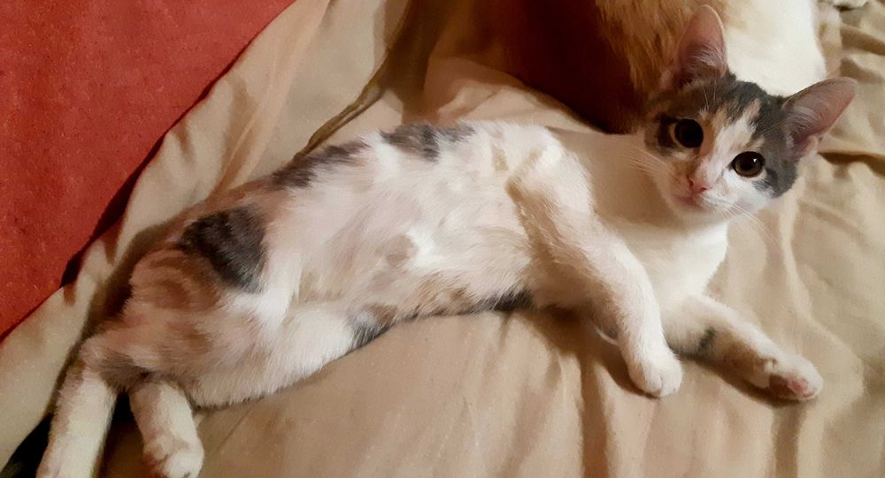 Тварини. Киця 3 місяці.