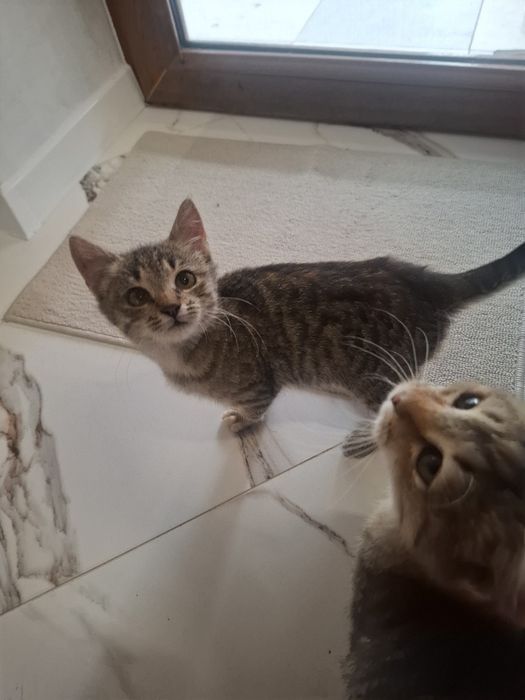Котят отдам в добрые руки