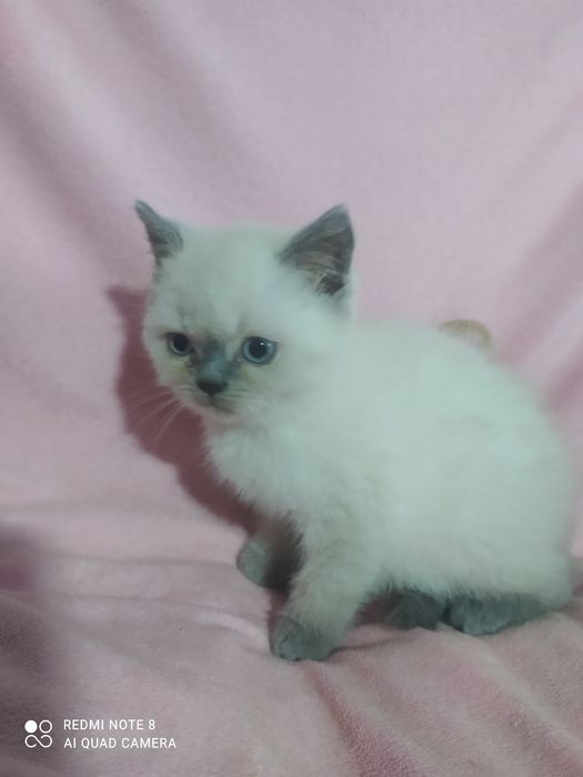 Шотландські висловухі кошенята блю поінт