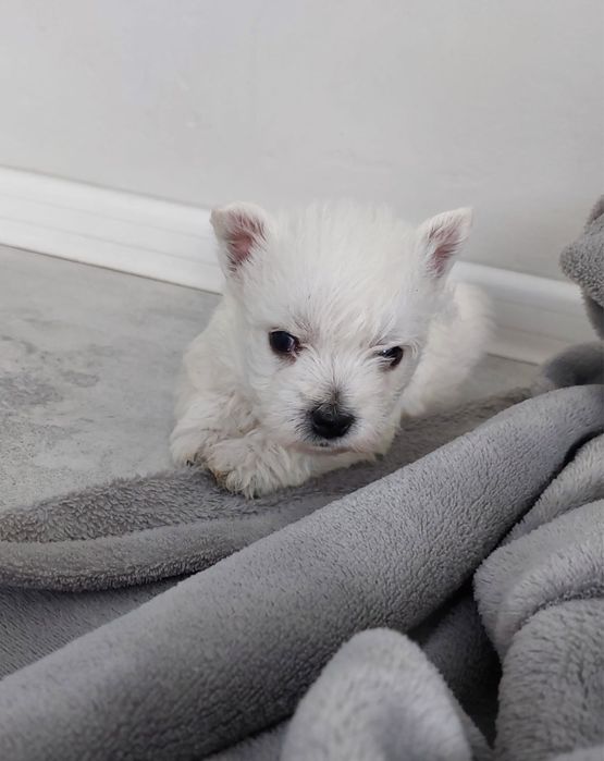 West Highland White Terrier.
