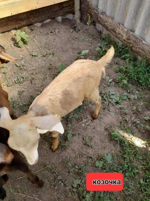 Продам нубійських козенят.Є козочки  і цапики