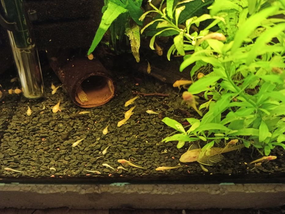 Złoty glonojad zbrojniki niebieski