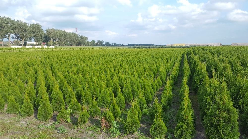 Tuja, tuje szmaragd wysokość 1.10m-1.20m. Szkółka Krupocin.