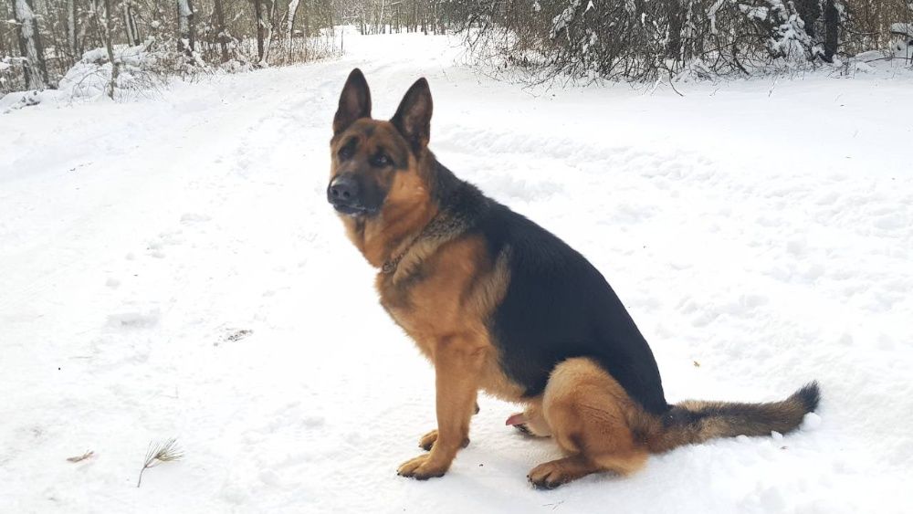 Німецька вівчарка, кобель