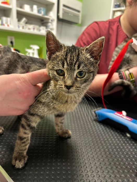 Maluszki PILNIE dom tymczasowy