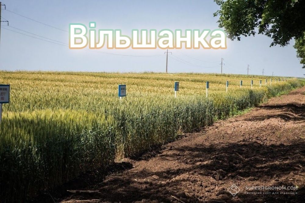 Купити насіння пшениці озимої