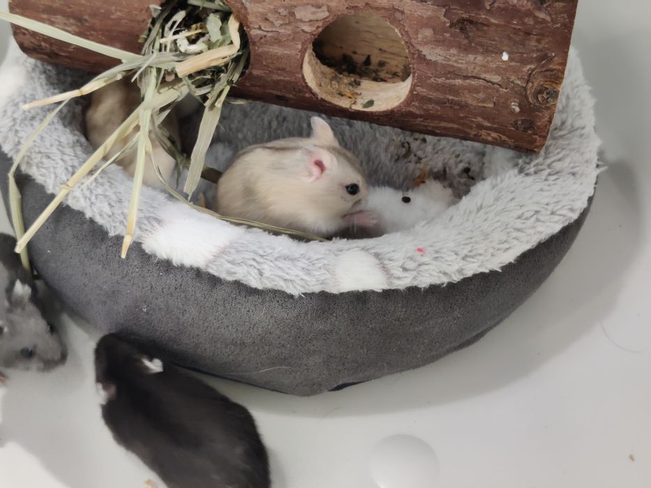 Chomiki dżungarskie młode sklep zoo ul Julianowska 7 b Łódź